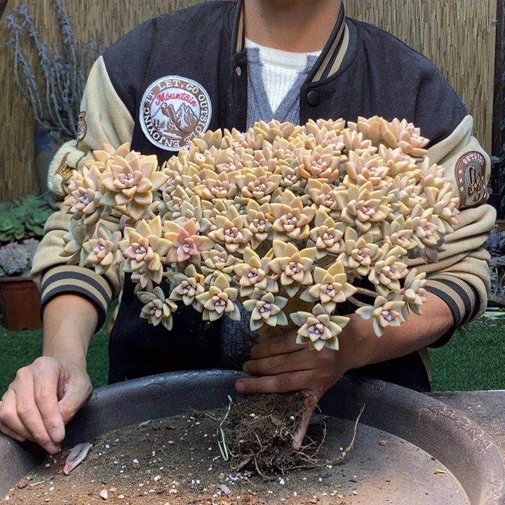 倒***、15号淡雪多肉植物