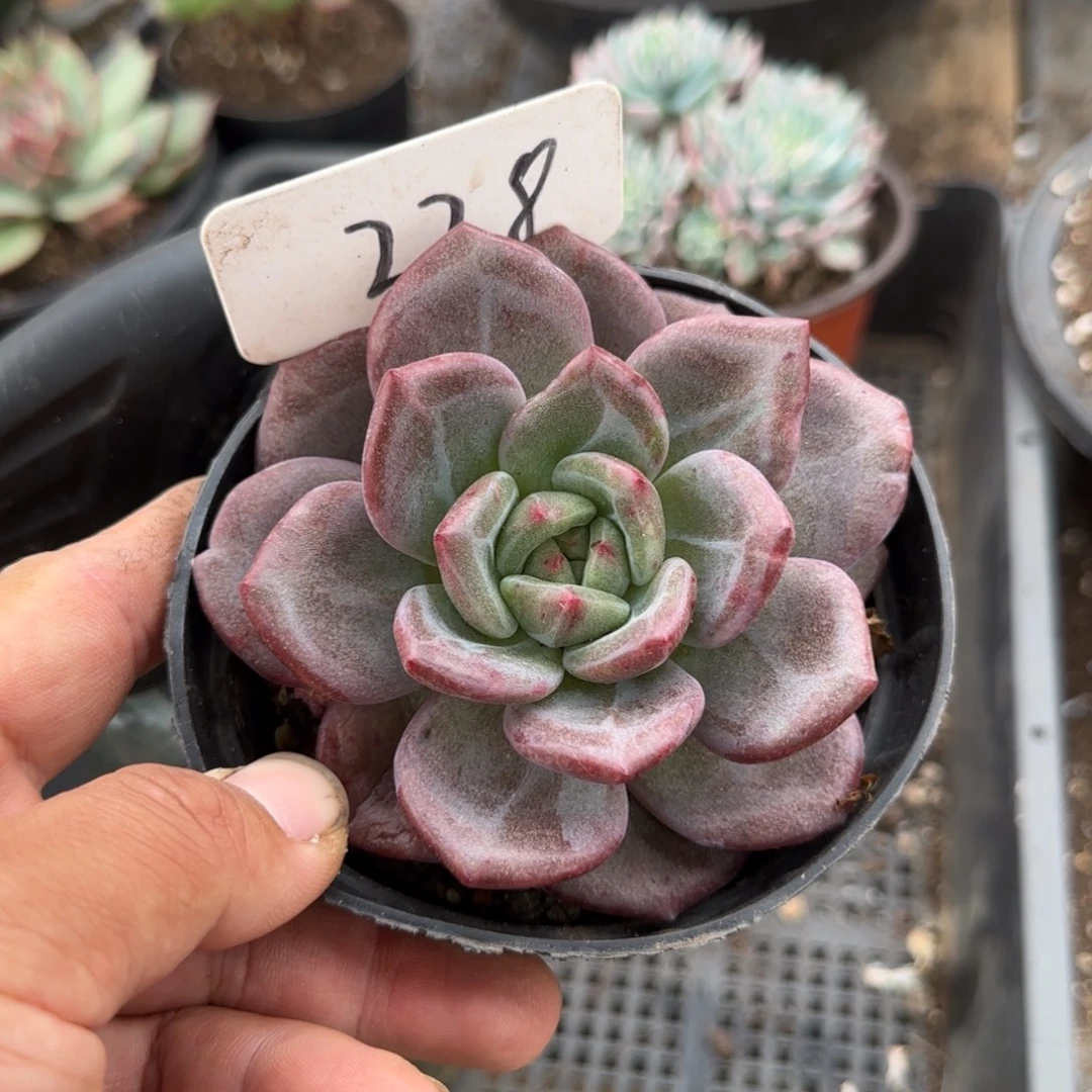 扣城石化惊鸿一物一拍包装收缩花旱228