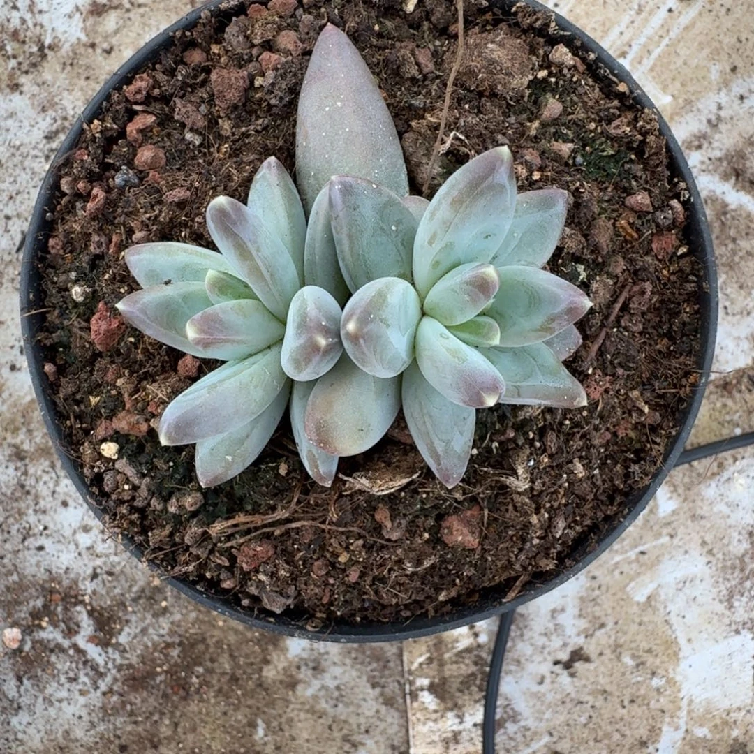 雪戴利 叶插 一物一拍