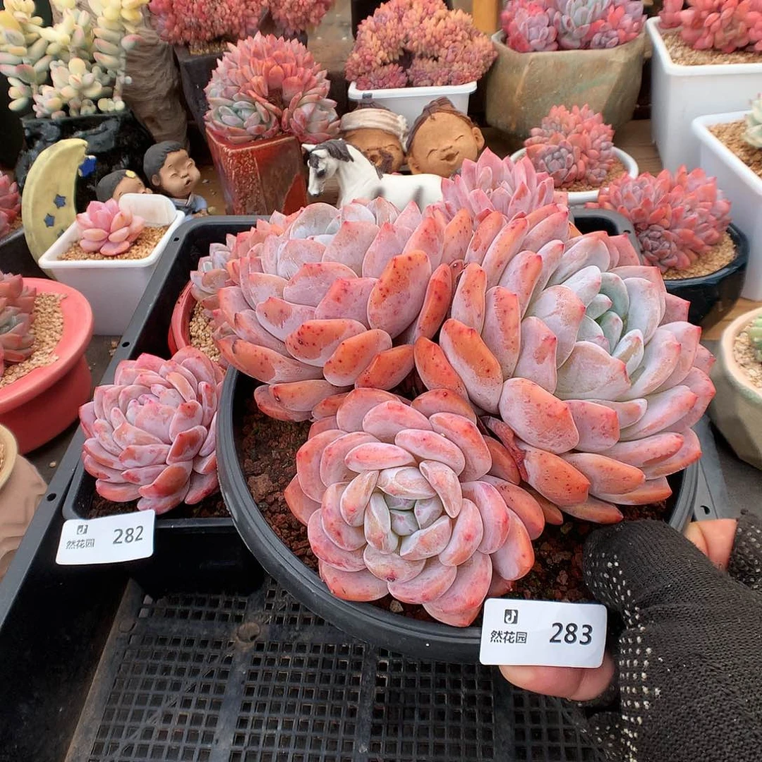 283梦露多肉植物6333