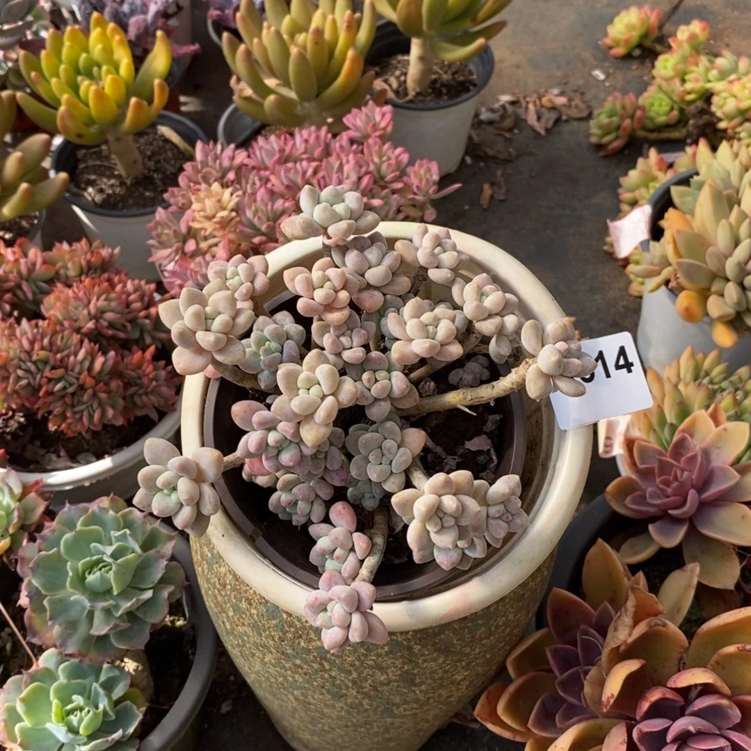 姜***️514奶酪蛋糕一物一拍