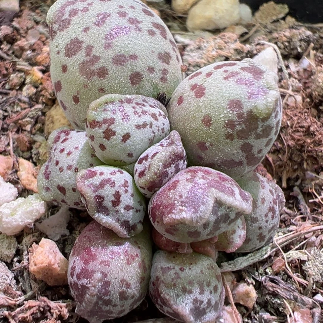 达摩海豹多肉植物水泡