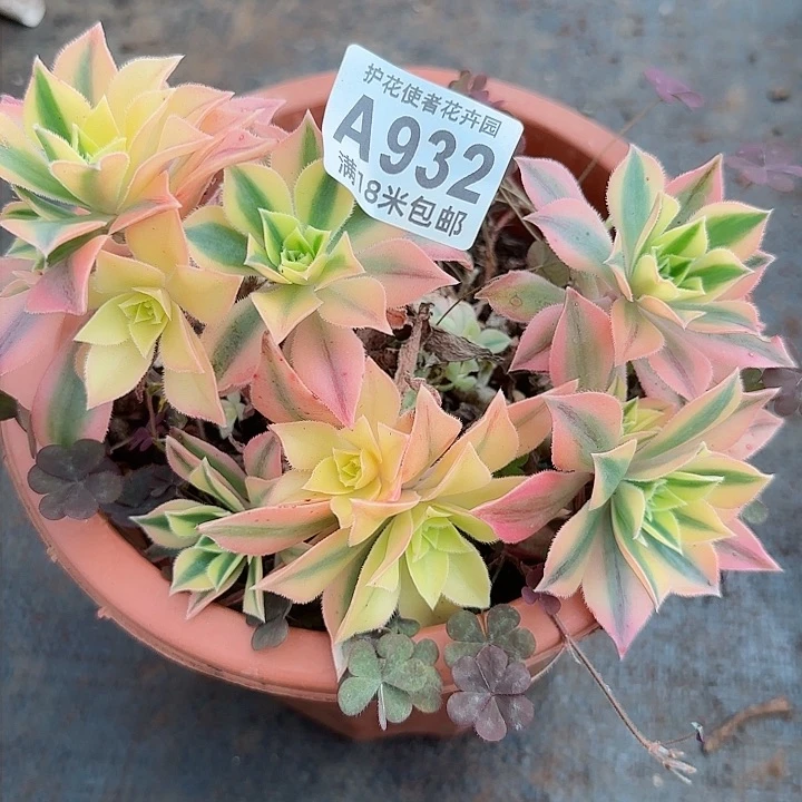 多肉法师枫叶朵朵