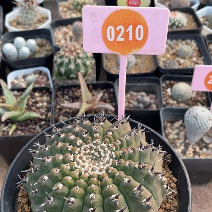 实生黑刺凤头0210000000