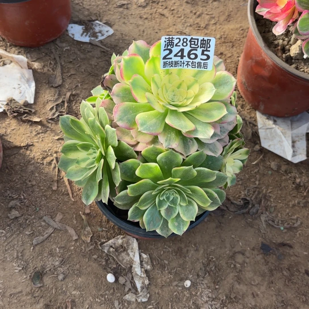 M. 2465海鲜多肉，aaeee