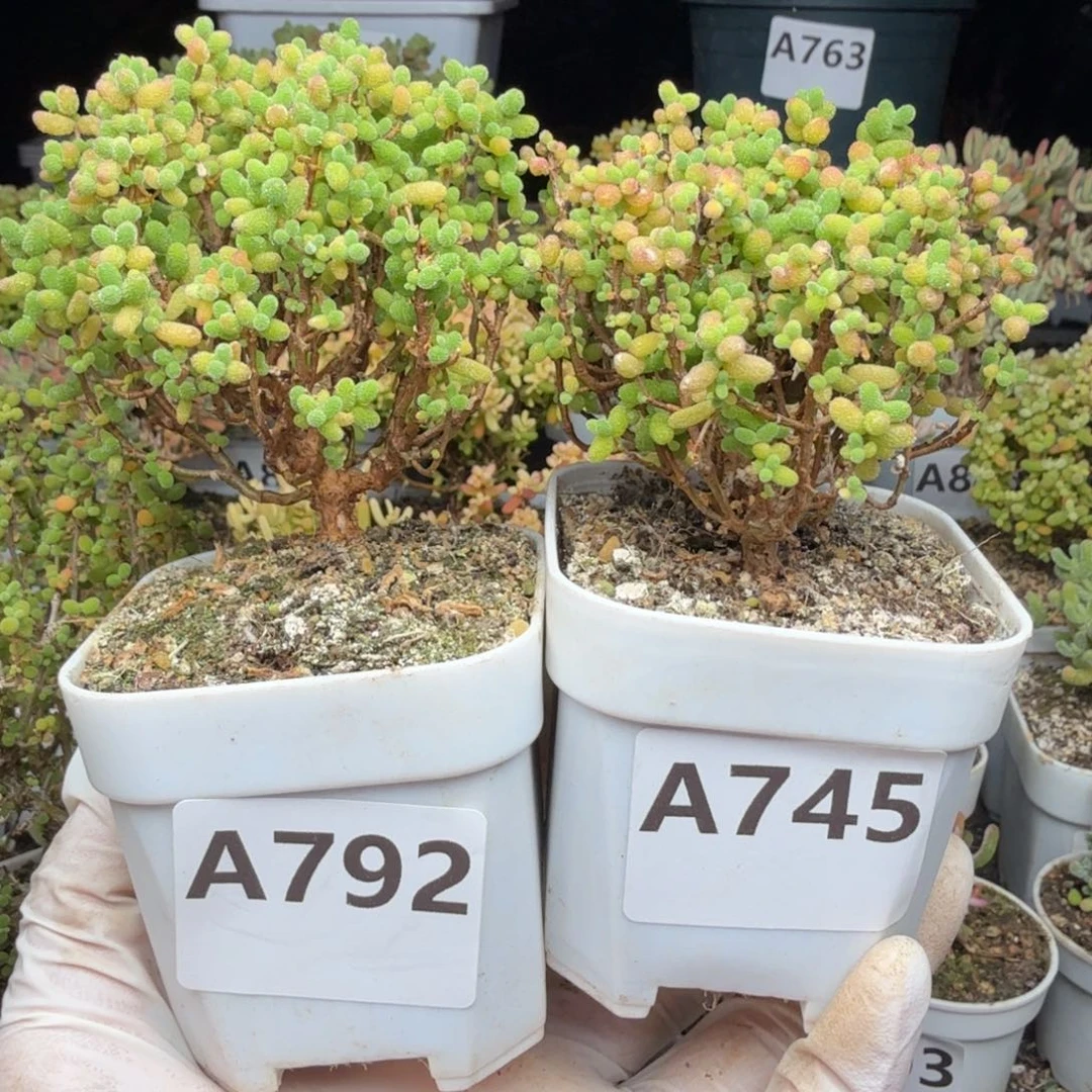 7****A745 792金桔糖球