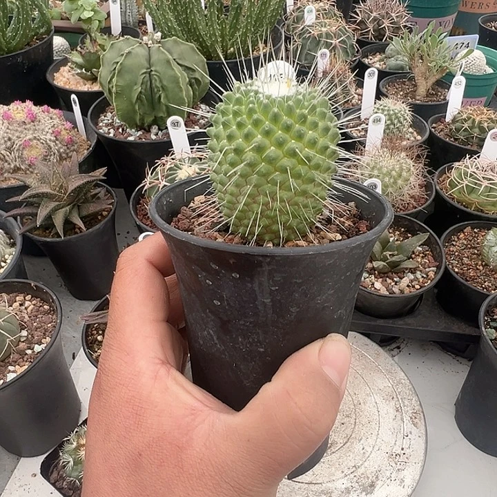 完全开放特价商品脱土发