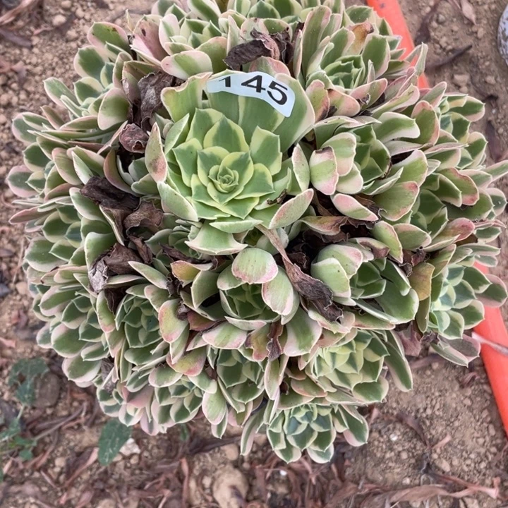 无花朵145多肉植物妖月