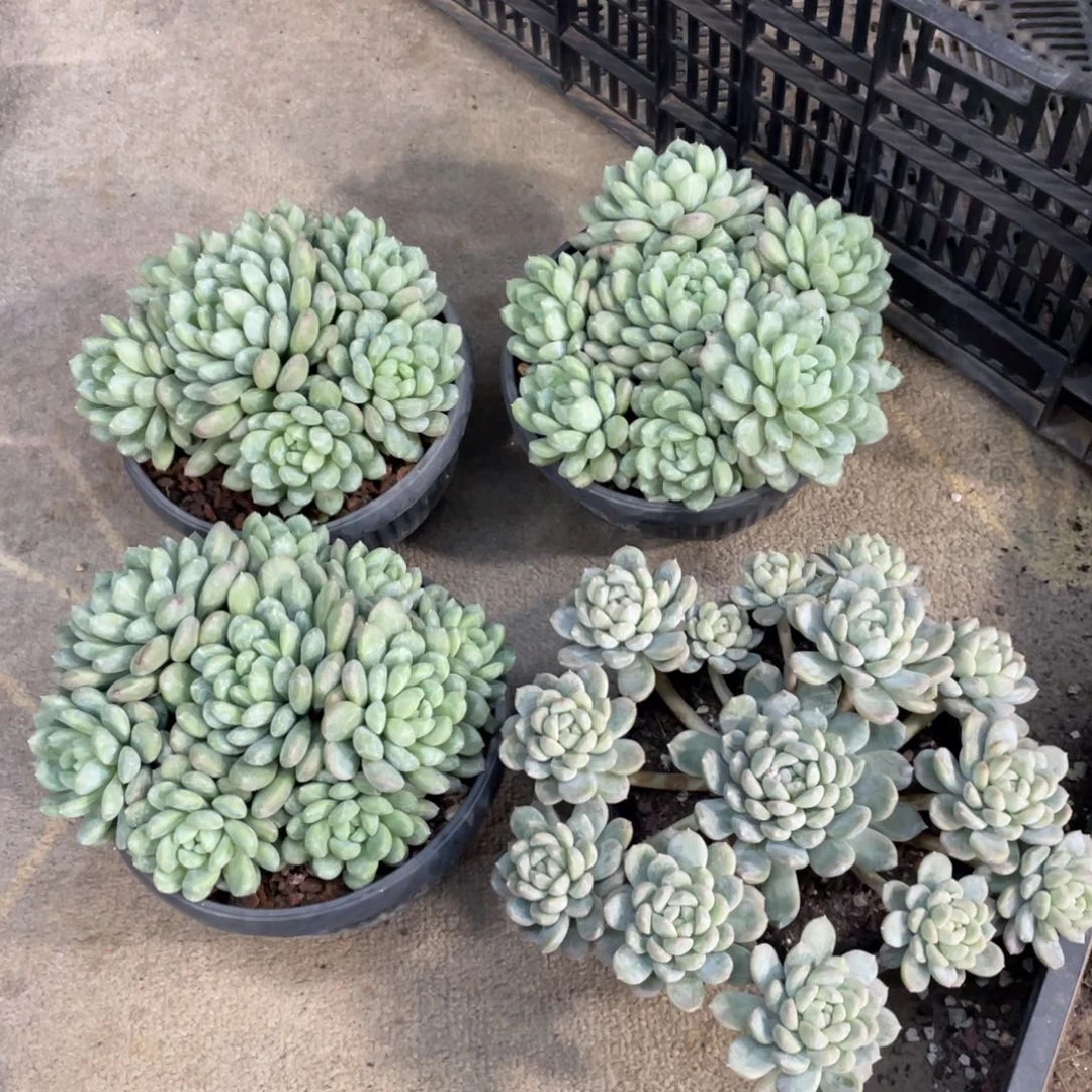 哎***呀百达翡翠4颗一物一拍