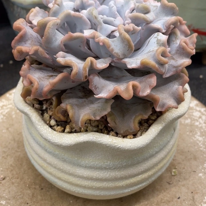 用***3弥鹿之森一物一拍