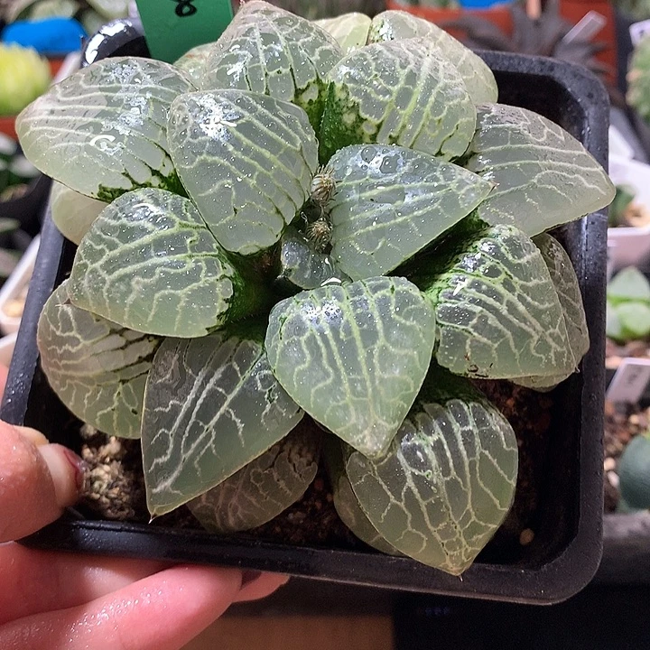 8号水晶康平101一物一拍