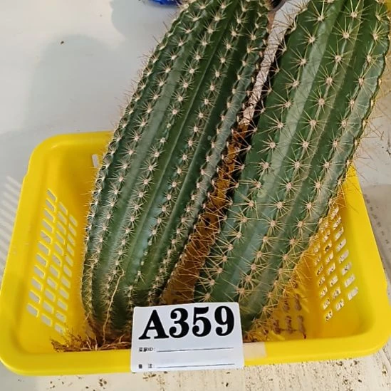 当前无花栽培后可以开花359