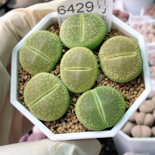 6429，2.3厘米左右如图绿光阳