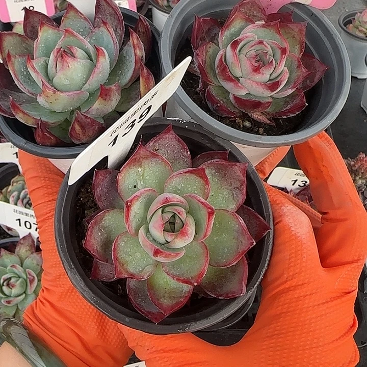 爱***护141、46、139 惊鸿仙子多肉植物6-9cm