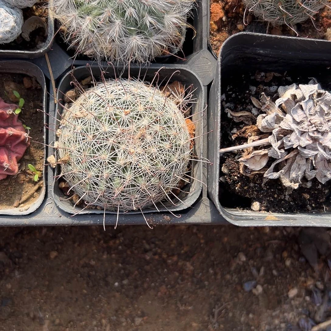 多肉植物多肉植物