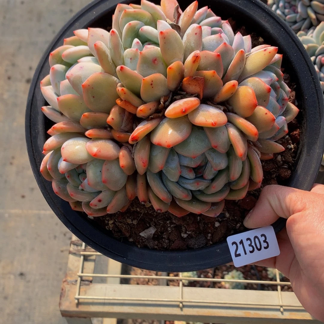 21303多头一个嗯嗯嗯