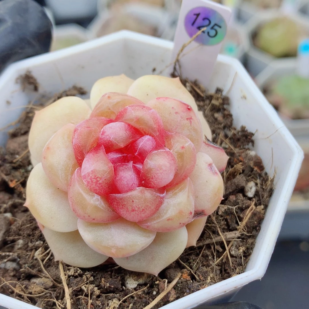 糖心58包邮  群生不包整125