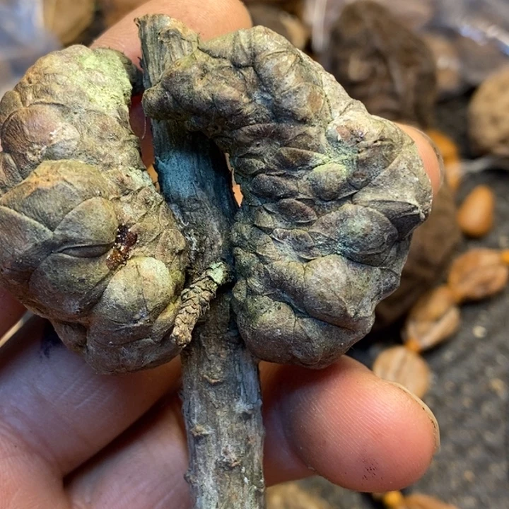 文玩核桃吊坠娜姐57