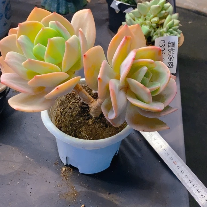 夏悦多肉0306-12凤杂