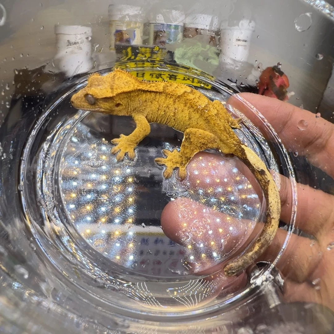 睫角守宫黄底双色虎纹