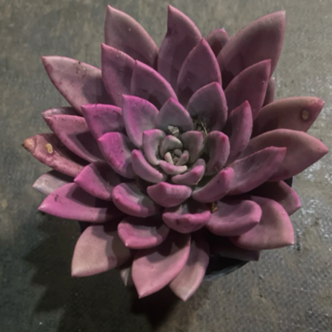 【桃花源】909整桩无砍【轻微断枝不售后】