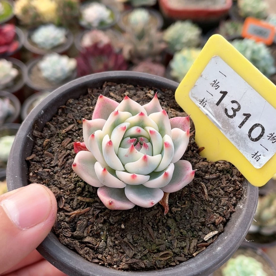 【闪购商品】1310号