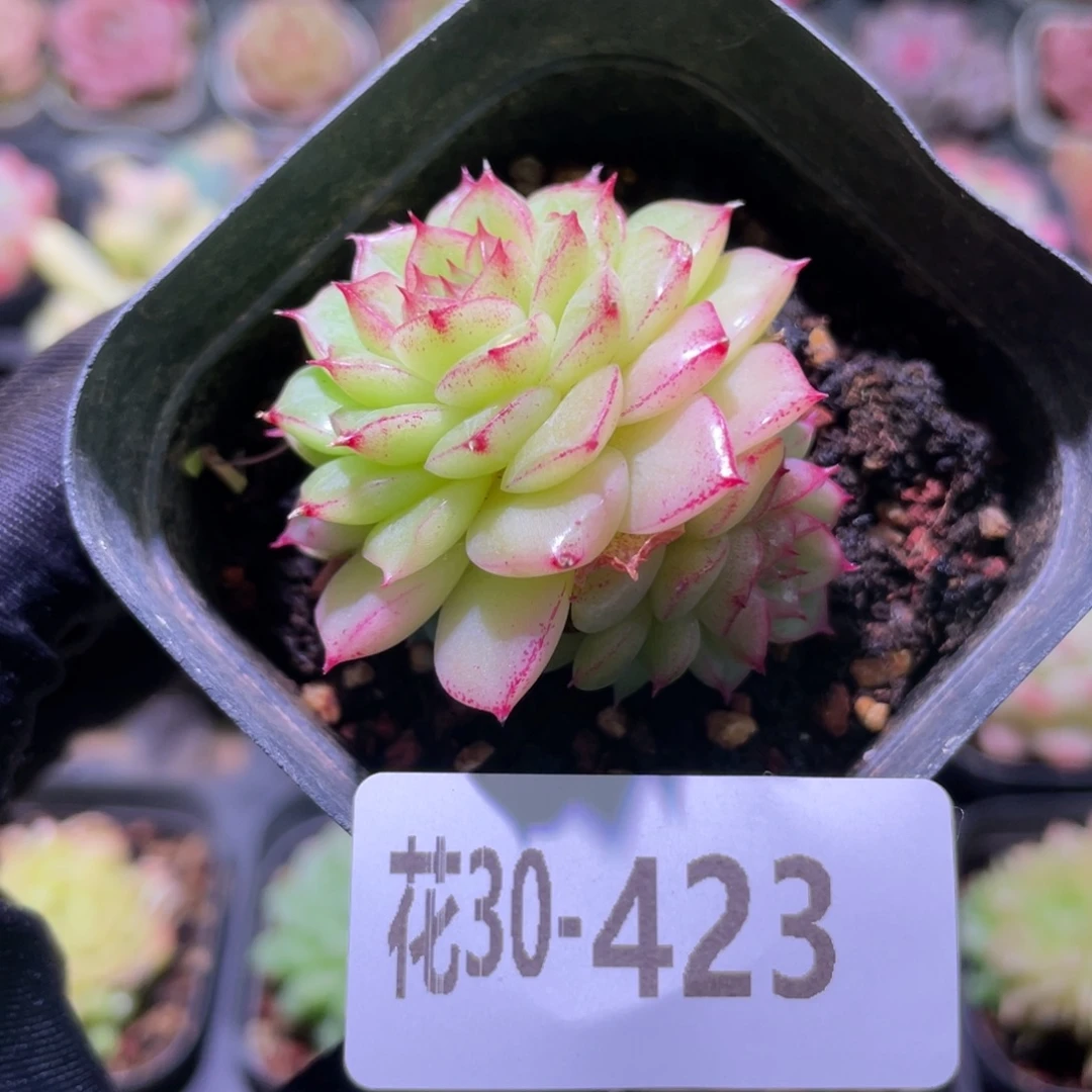 花利美30-423麦秆