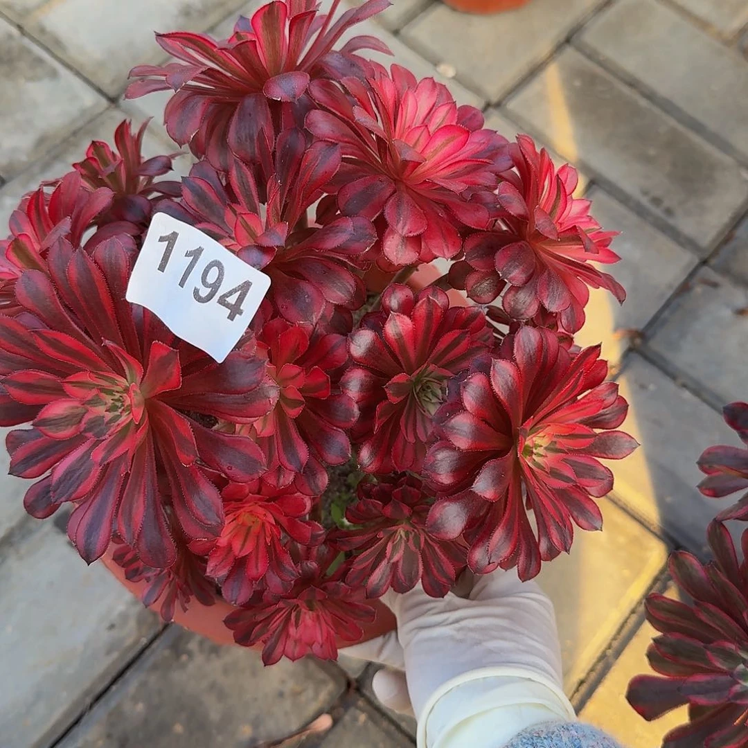 全部花朵家****福1194黑铜白444冠服21左右丛林