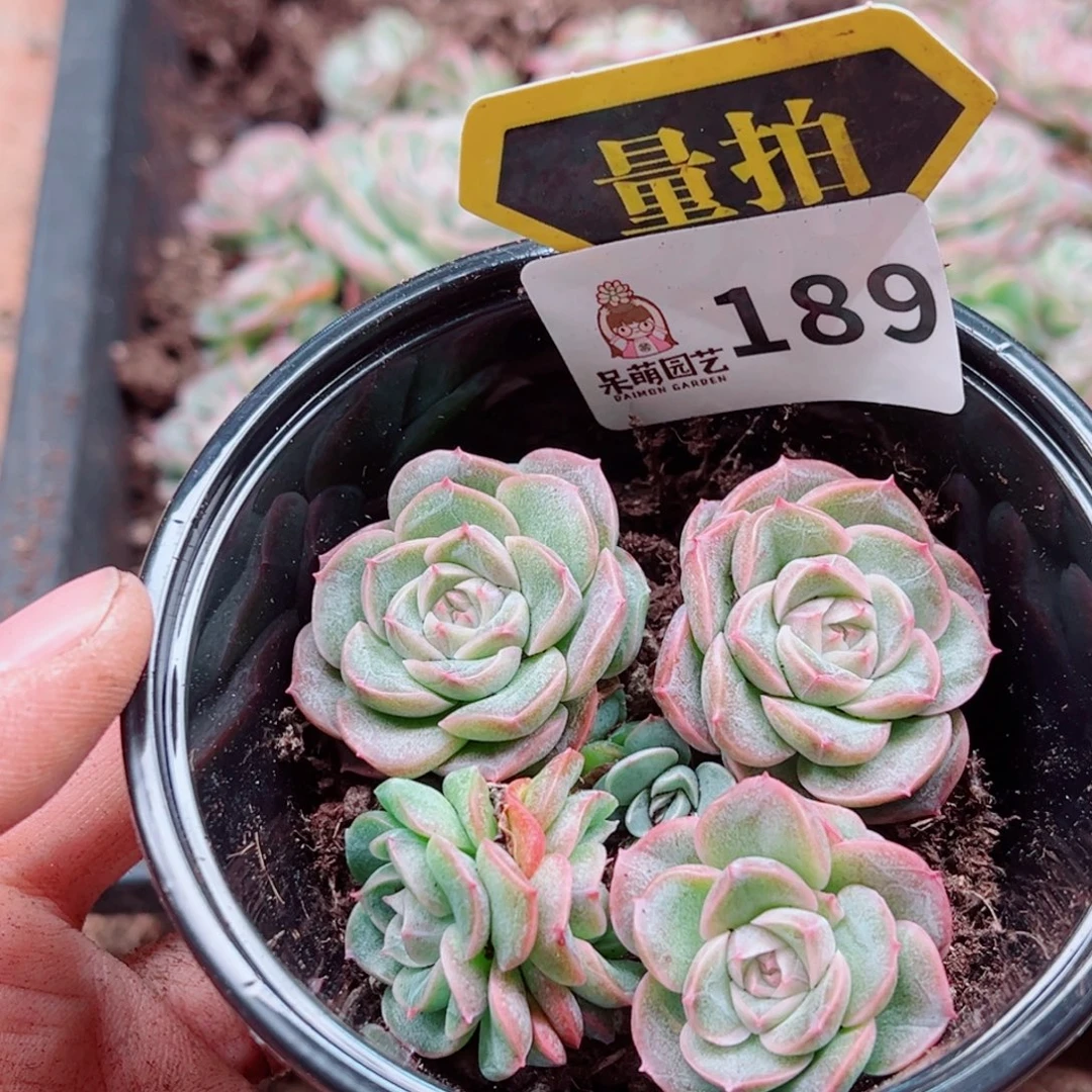 多肉植物多肉植物