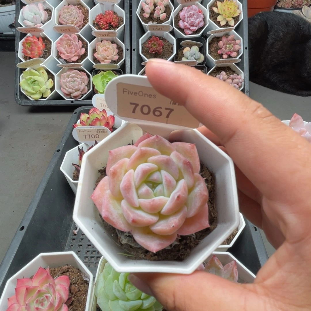 7067纯爱 4.0厘米