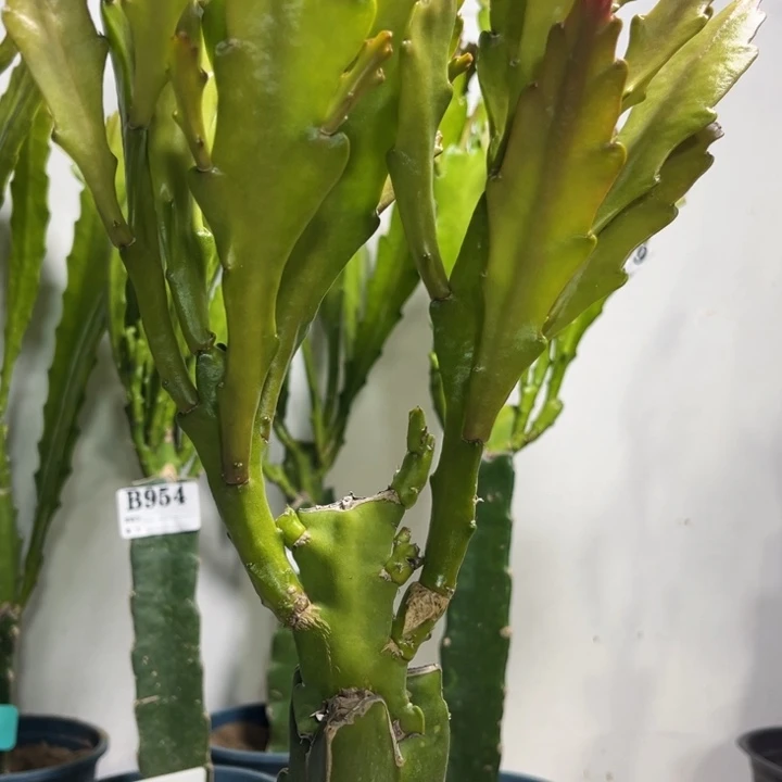 当前无花栽培后可以开花961