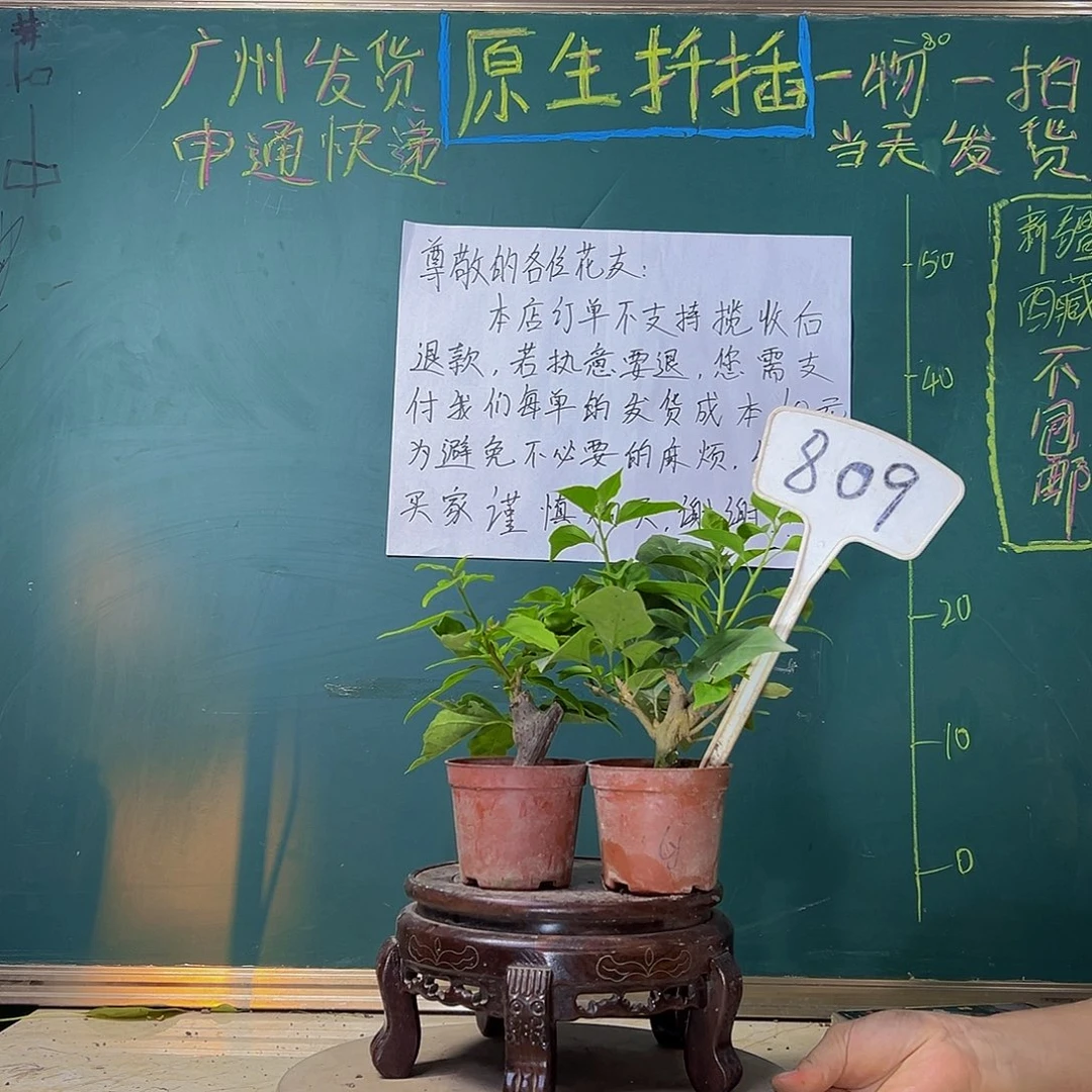 当前无花栽培后可以开花一颗盲盒掌中宝 绿樱掌中宝 809