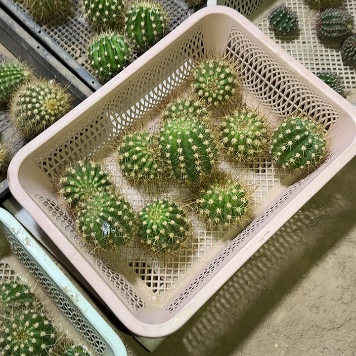 涵*清1侧芽5公分毛花柱
