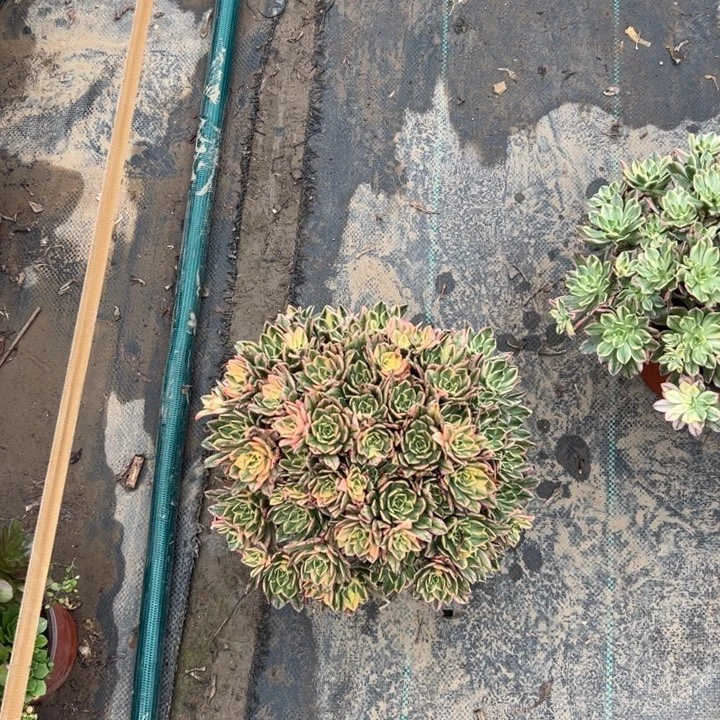 36甜茶多肉多肉多肉多肉