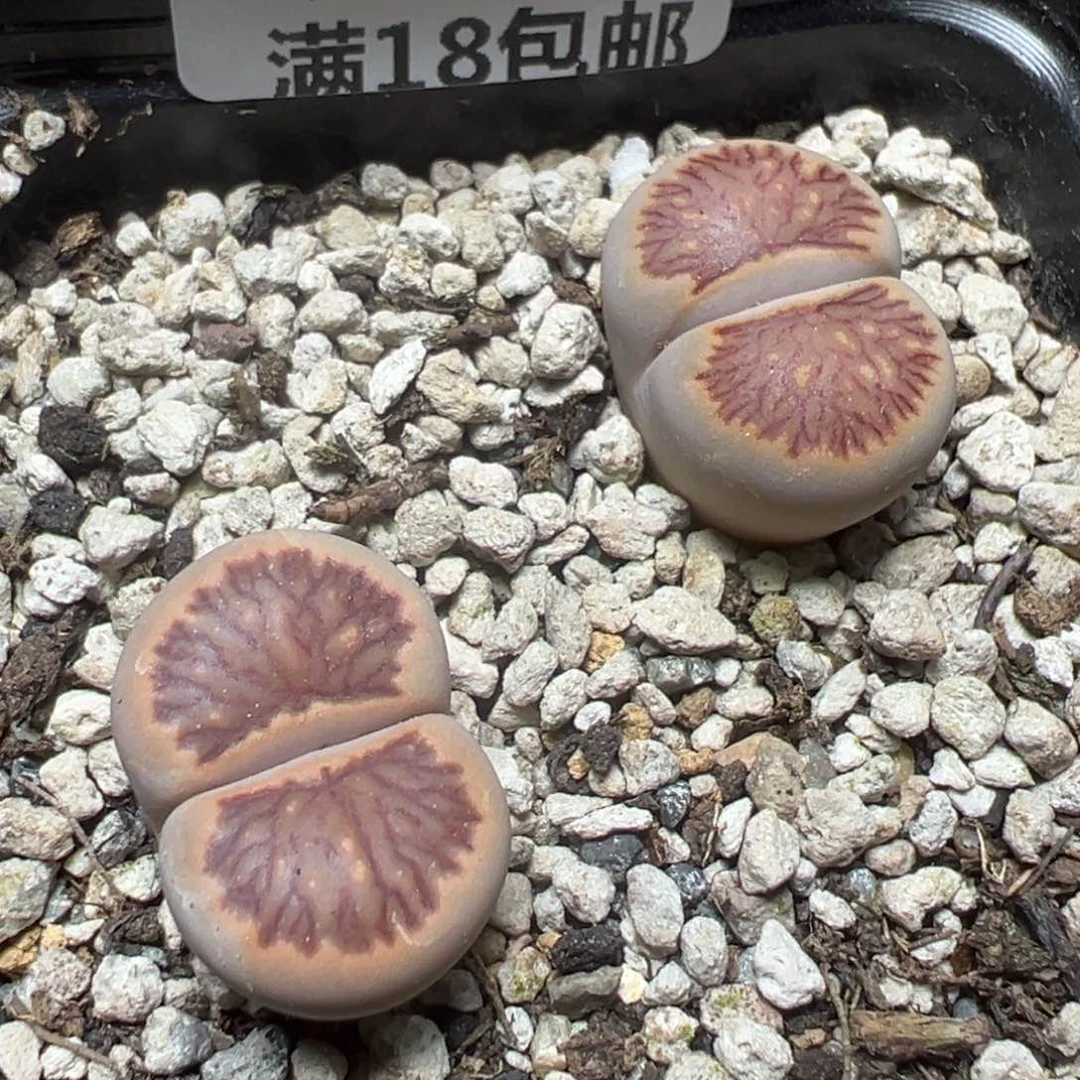 【闪购商品】 314。