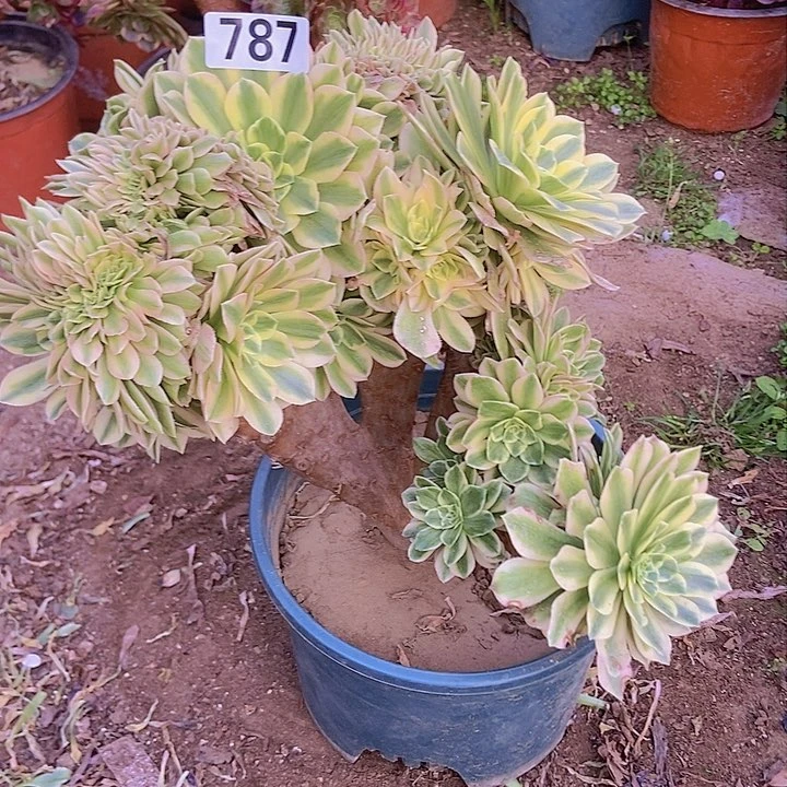 787颜宁老庄缀化老板子法师有断指