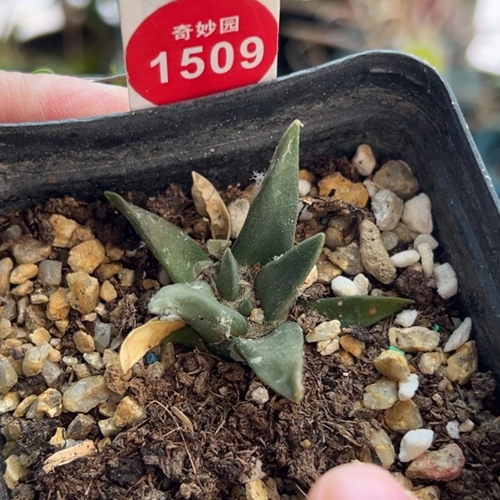 实生龙牙牡丹一棵仙人球