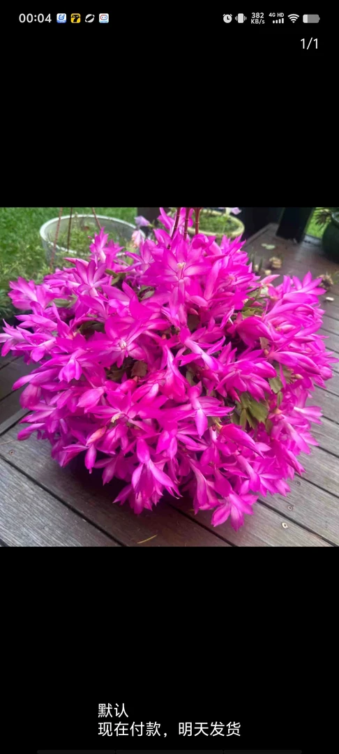 紫色蟹爪兰绿植庭院阳台盆栽