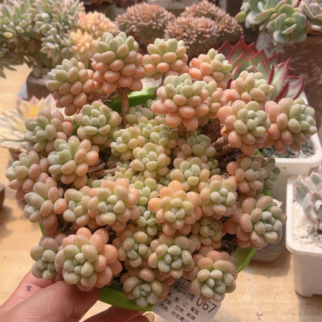 067洛可可德华多肉