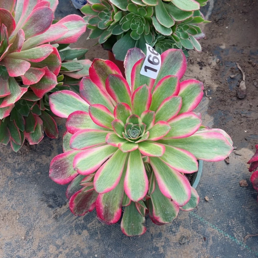 166凤冠多肉法师