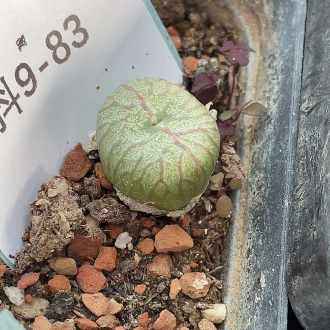 9-83送奶杂多肉植物