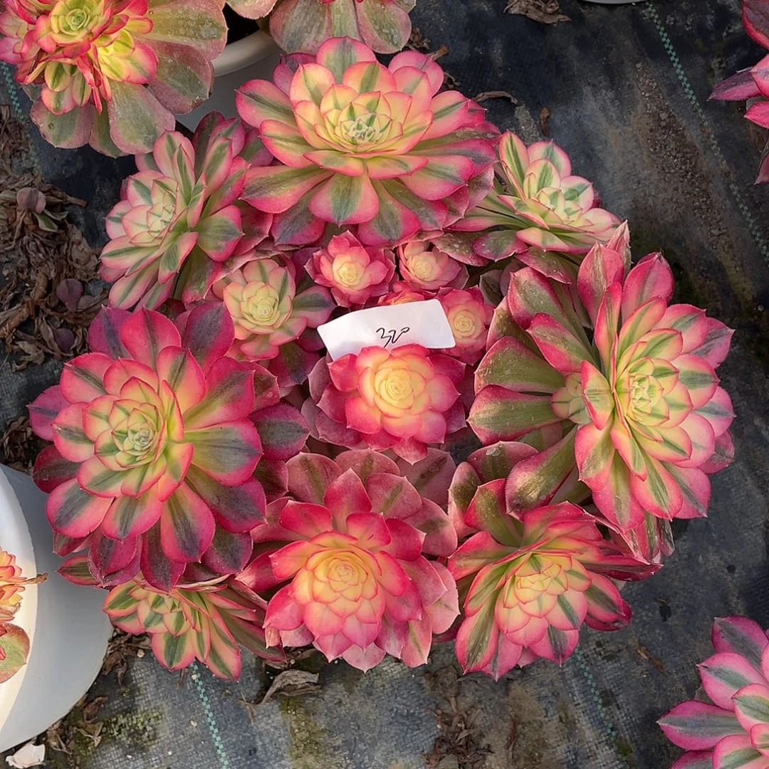 320111111111111111111