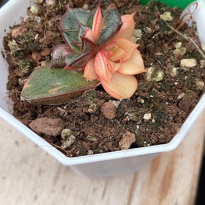 多肉植物麒麟座锦3127