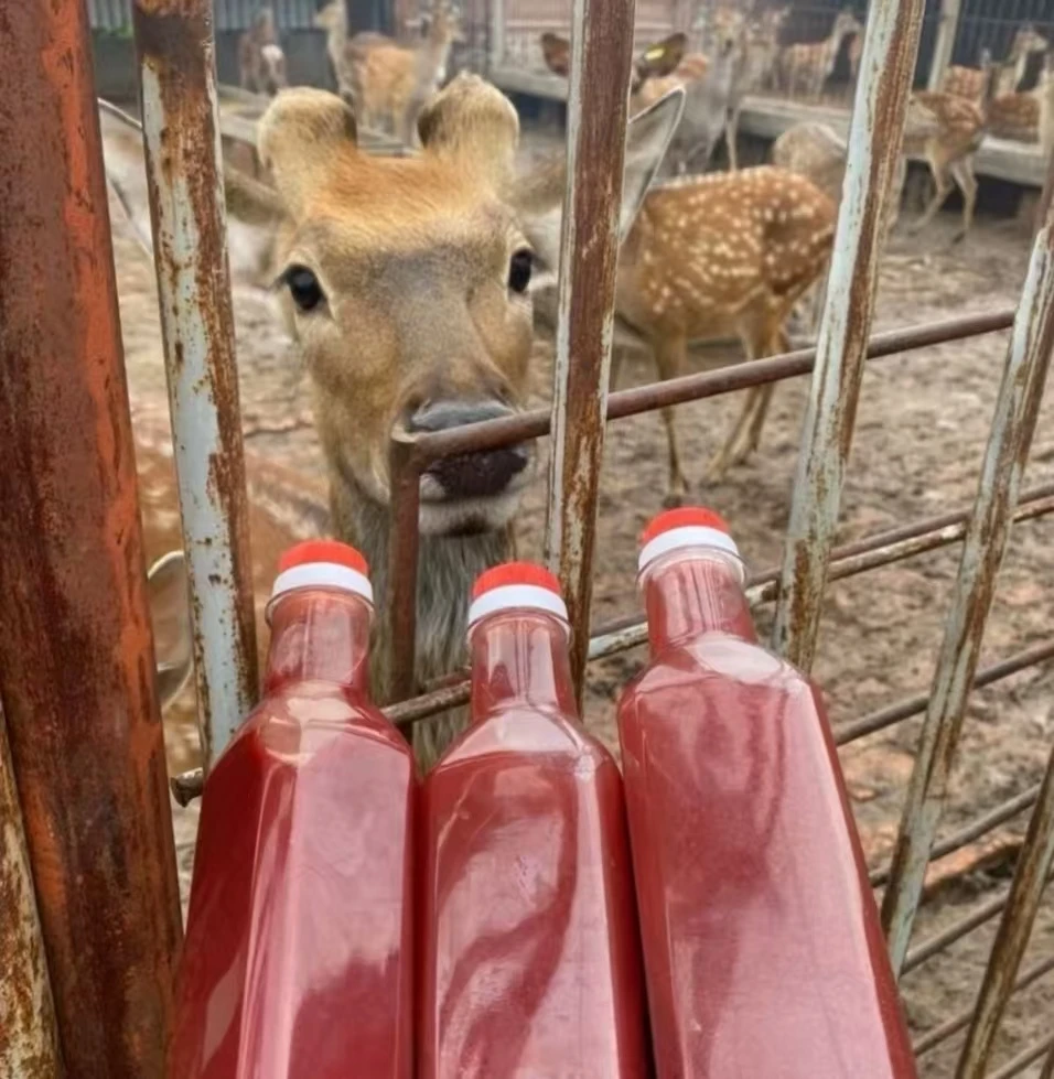 鹿茸红  鹿场直发