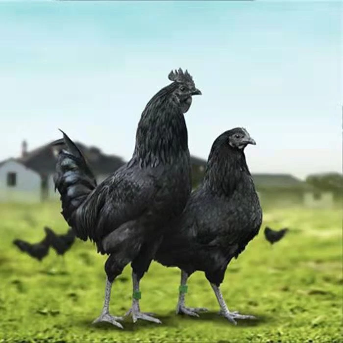 10只宠物鸡 五黑鸡品种 包邮到家