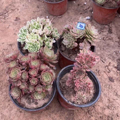 450多肉植物组合，