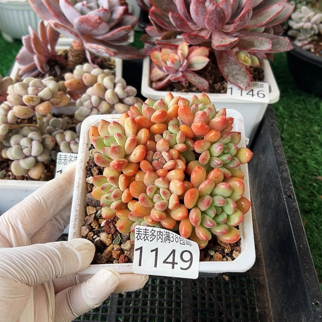 无花朵多肉一物一拍植物1149