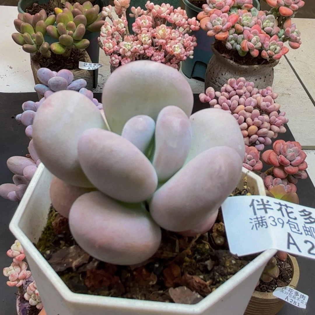 263/5cm橙雪球多肉植物
