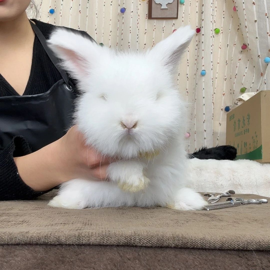 安哥拉兔红眼白妹妹