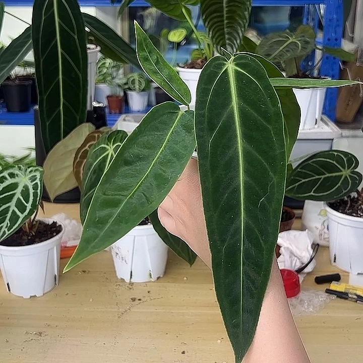 无花朵火鹤后一物一拍